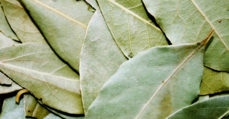 hoja de laurel para la diabetes