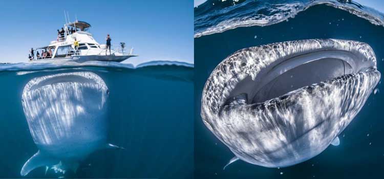 fotos que jamas pensarias que son reales bote