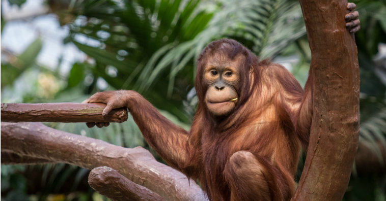 galletas Oreo están vinculadas con la extinción del orangután