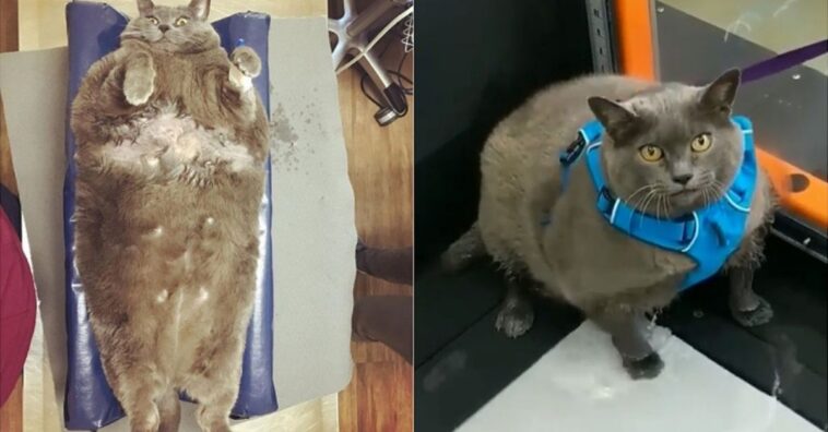 gata con sobrepeso se queja por tener que hacer ejercicio