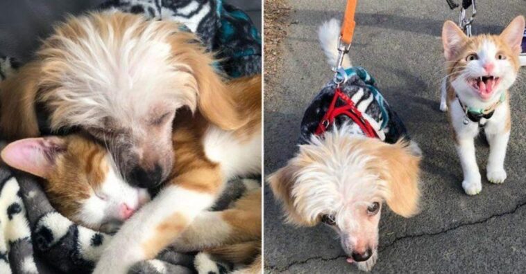 gato callejero abraza al cachorro de la familia e insiste en ser su mejor amigo