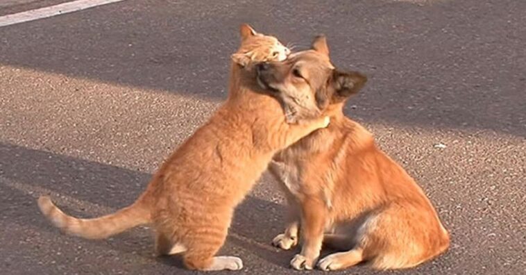 gato consuela a una perrita