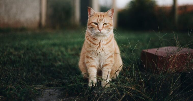 Qué hacer cuando el gato del vecino te molesta