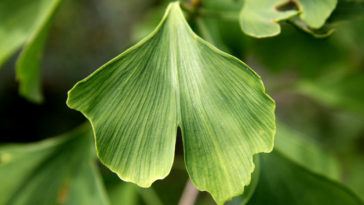 contraindicaciones del ginkgo biloba