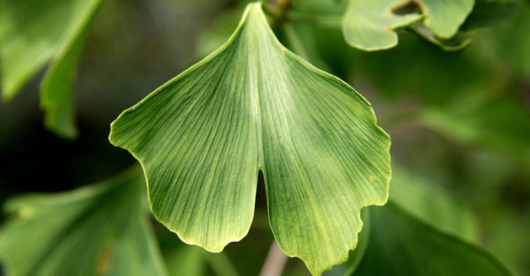 contraindicaciones del ginkgo biloba