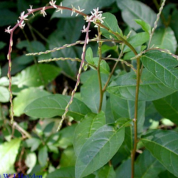 Plantas que alejan los malos espíritus 