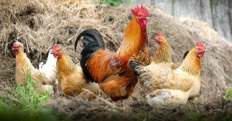 hacer antes de tener gallinas en casa