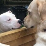 historia de amor canina entre vecinos