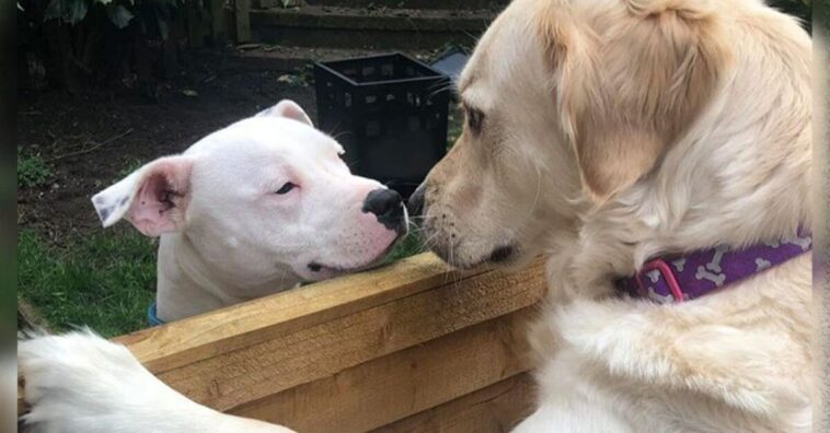 historia de amor canina entre vecinos