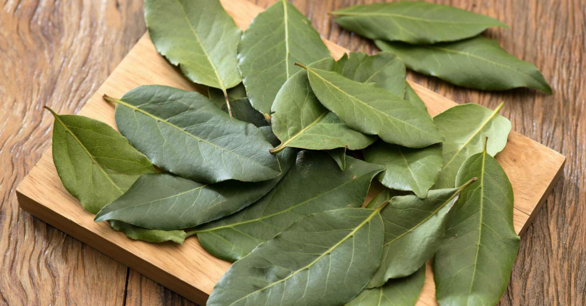 beneficios de la hojas de laurel para la diabetes beneficios de la hojas de laurel para la diabetes