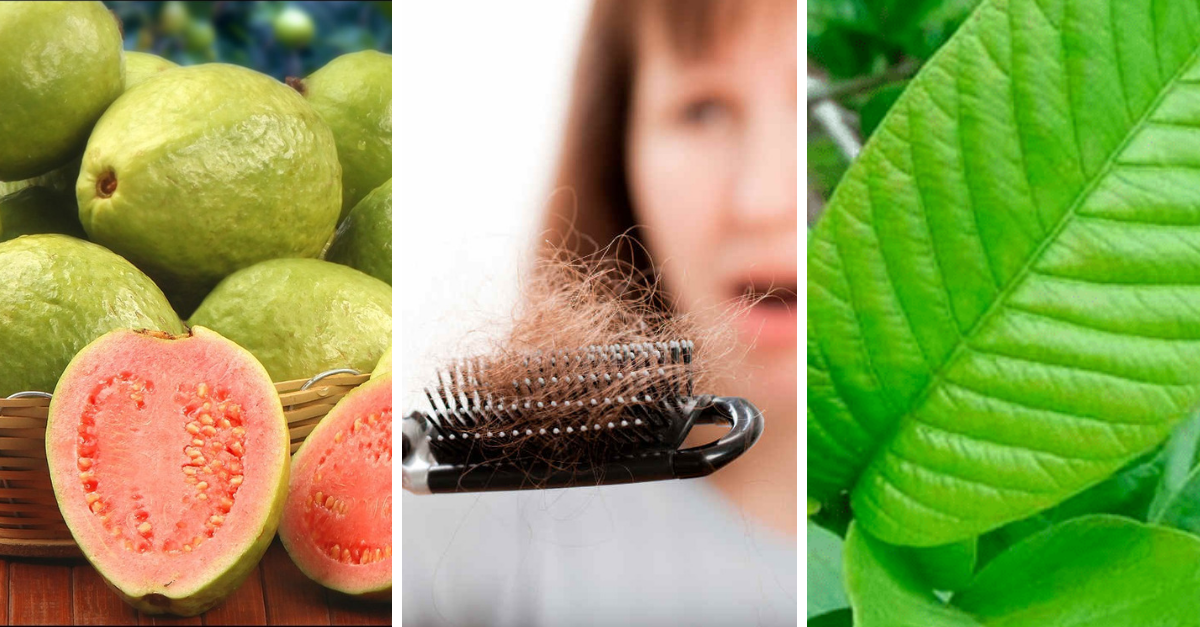 Conozca los increíbles beneficios de las hojas de guayaba