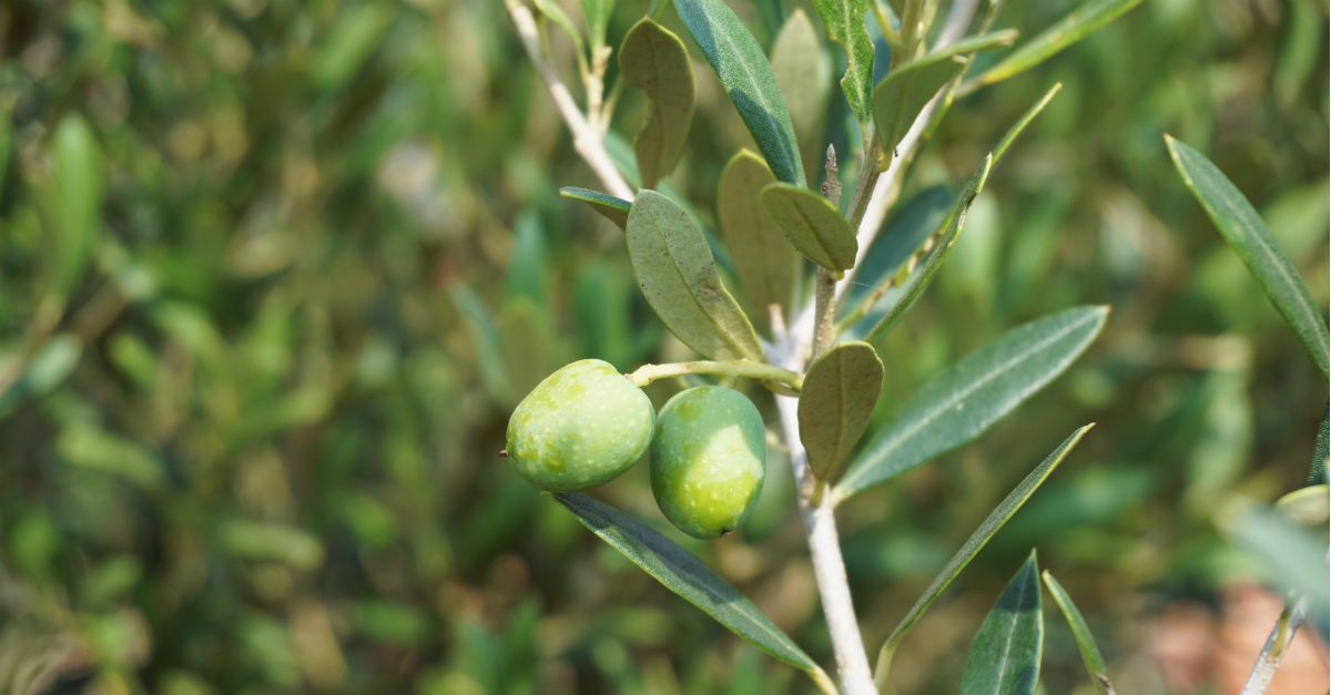 hojas de olivo