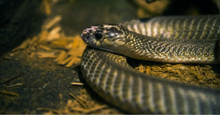 hombre es picado por una serpiente