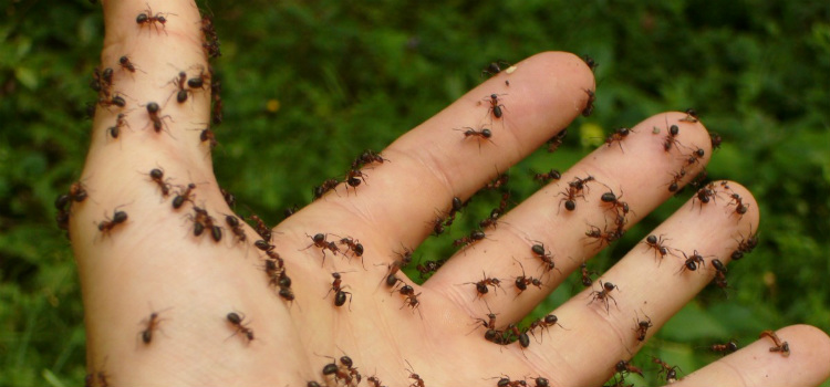 hormigas causan