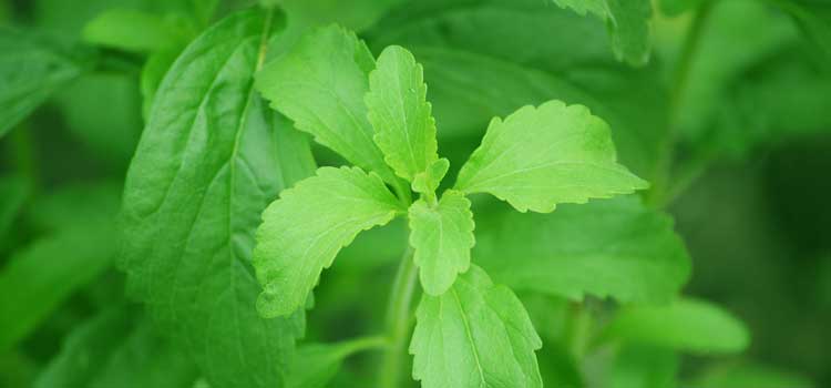 infusion de stevia contraindicaciones