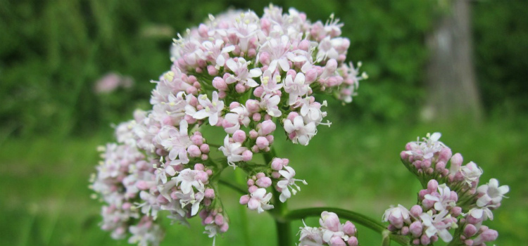 infusiones para bajar la tension valeriana