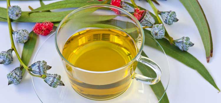 infusiones para la tos eucalipto