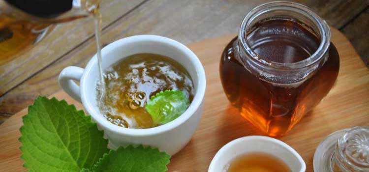 infusiones para la tos oregano