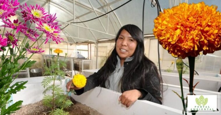 ingeniera mexicana descontamina las aguas grises de las casas con flores