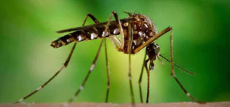 insectos mas peligrosos aedes