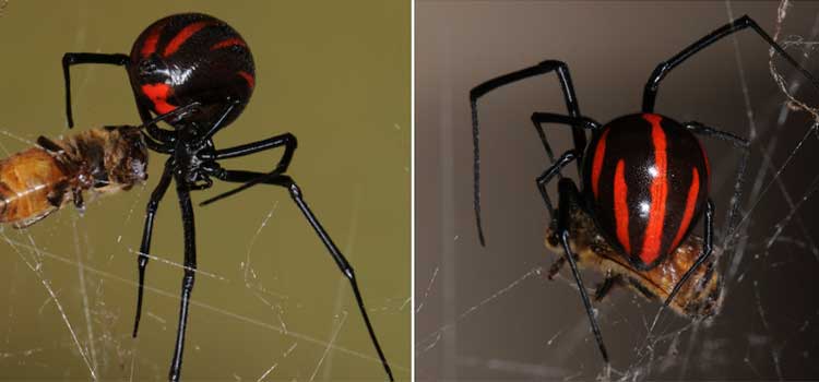 insectos mas peligrosos aranas