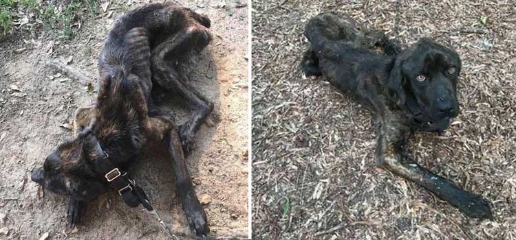 intenta matar de hambre a un cachorro exnovio