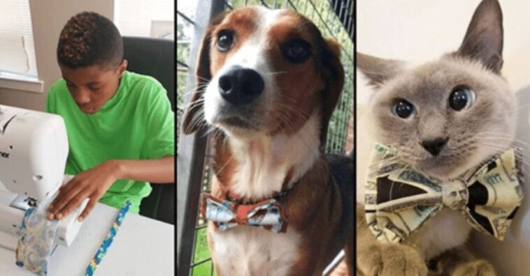 joven de 12 años hace corbatas para perros y gatos para incentivar su adopción