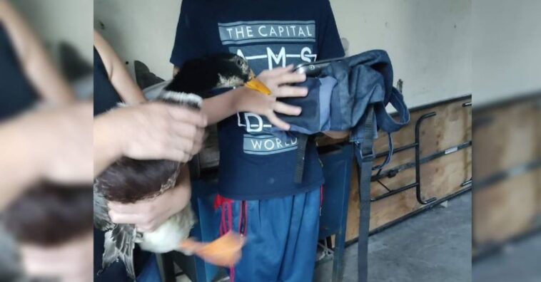 joven ofrece su mascota para poder conseguir un ordenador
