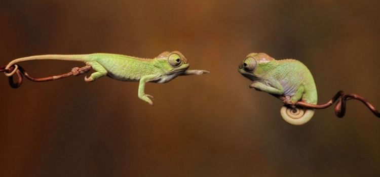 Fotografías sacadas en el momento perfecto