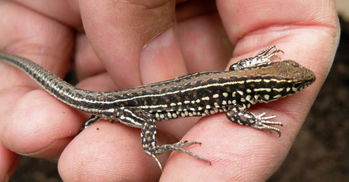 Razones para tener lagartos en casa
