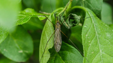 las plantas antimosquitos