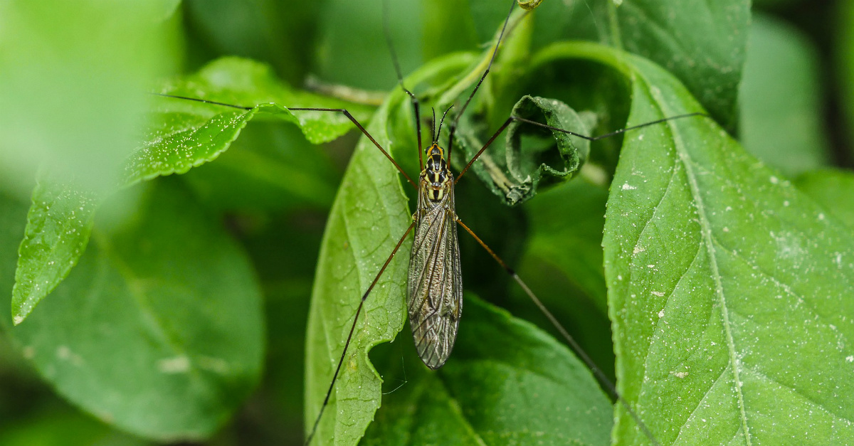 las plantas antimosquitos