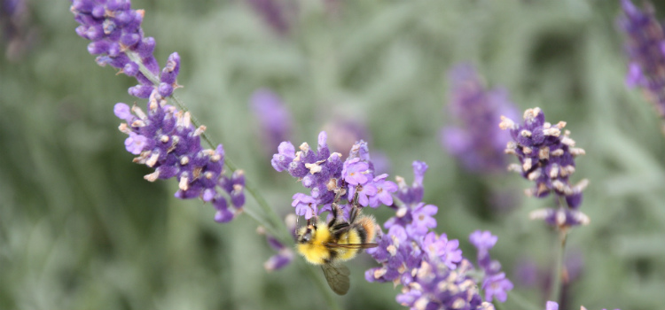 lavanda planta