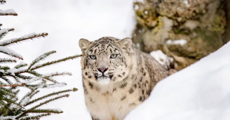 leopardo se cría extinto y reaparece