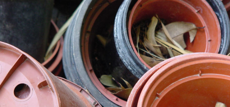 cuidados de las plantas carnívoras Maceta