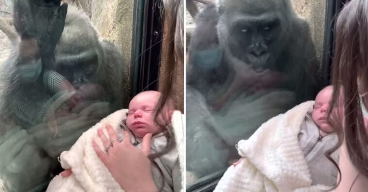 mamá gorila que se quedó embobada con un bebé humano