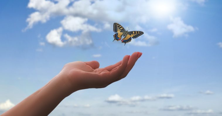 mariposas son mensajeros espirituales