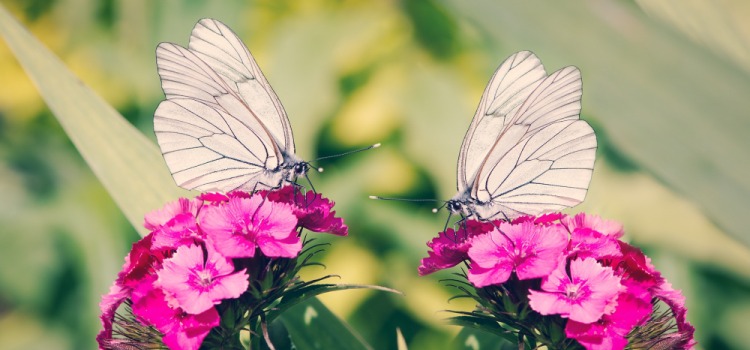 mariposas son mensajeros espirituales color