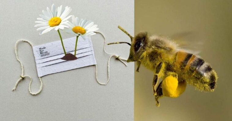 mascarillas que se convierten en flores para las abejas
