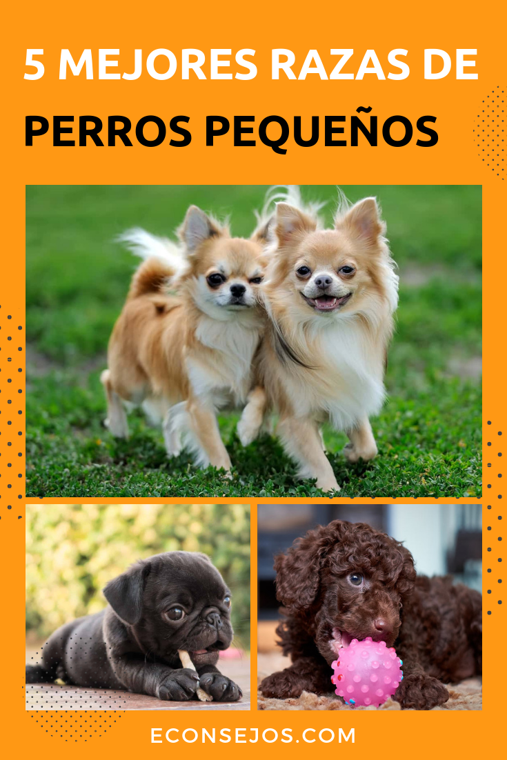 Razas de perros pequeños