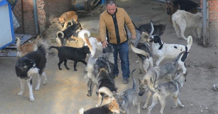 millonario chino se gasta toda su fortuna en salvar a perros sin hogar