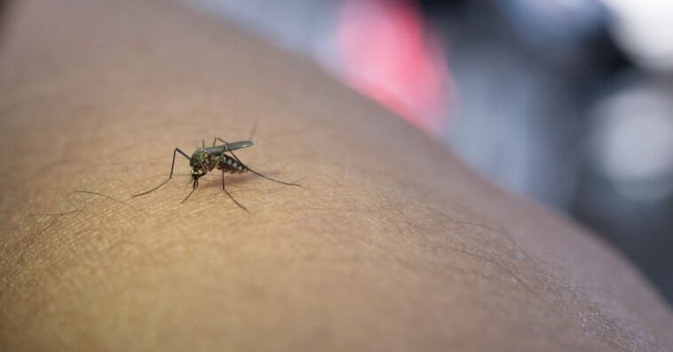 mosquito transmite el covid-19