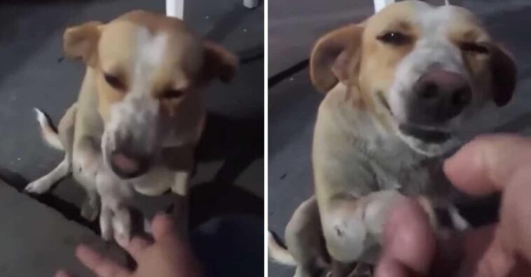 mujer alimenta a un perro callejero con un pedazo de pan y este le da la pata en señal de agradecimiento