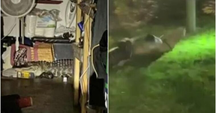 mujer encontró un caimán en su casa