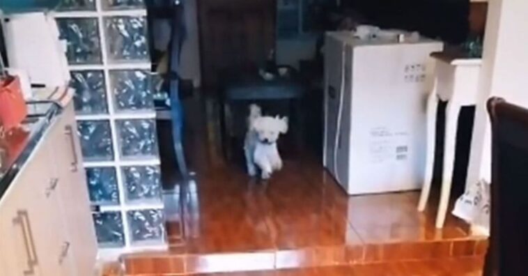 mujer llama a su familia para comer y el perrito es el primero en llegar