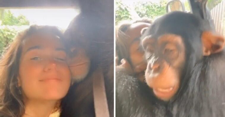 mujer se reencuentra con un mono que cuidó cuando era bebé