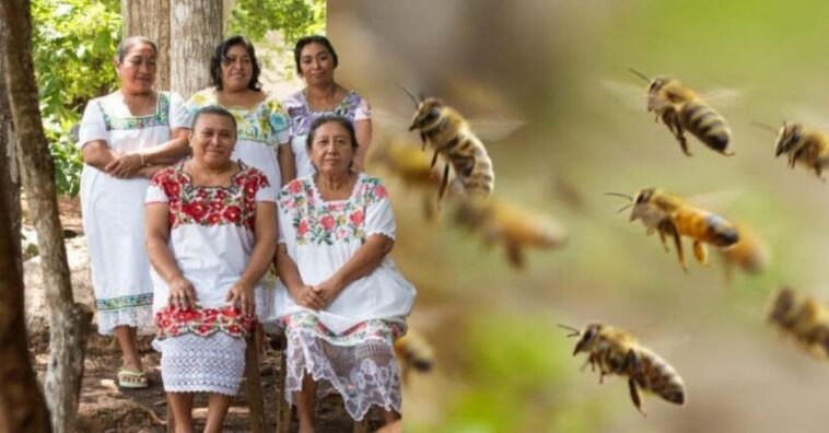 mujeres indígenas mayas están salvando a las abejas sin aguijón de su extinción