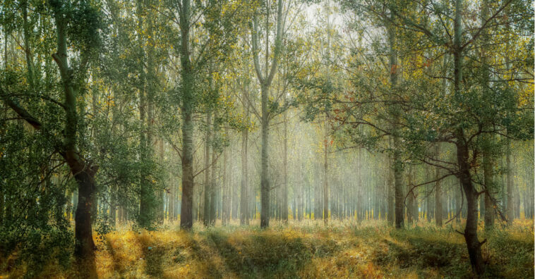 mundo se está quedando sin bosques