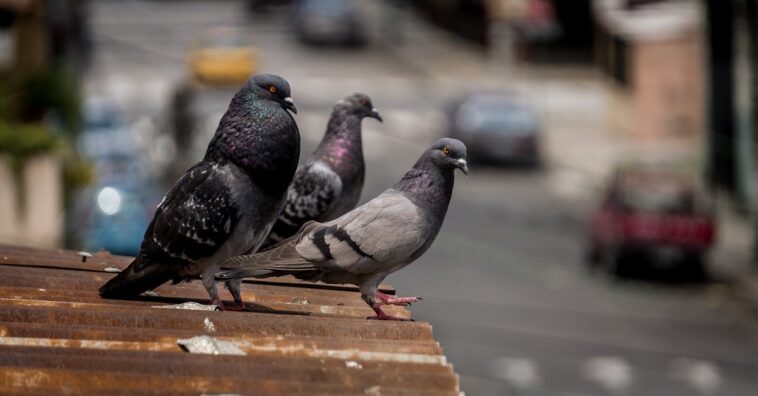 naftalina espanta a las palomas