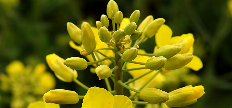 aceite de onagra para la menopausia planta